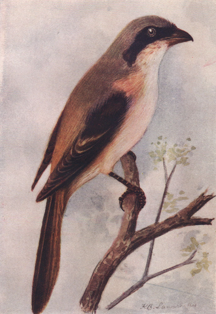 INDIAN BIRDS. The Rufous-backed Shrike 1943 old vintage print picture